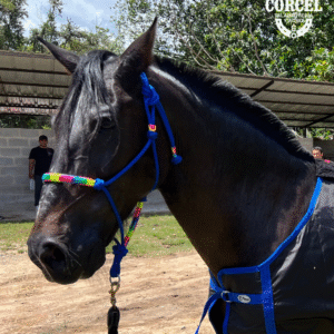 Cabezal Equino para Baño
